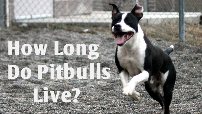 Pitbull Lifespan | Lifespan Of Pitbulls | American Blue ...