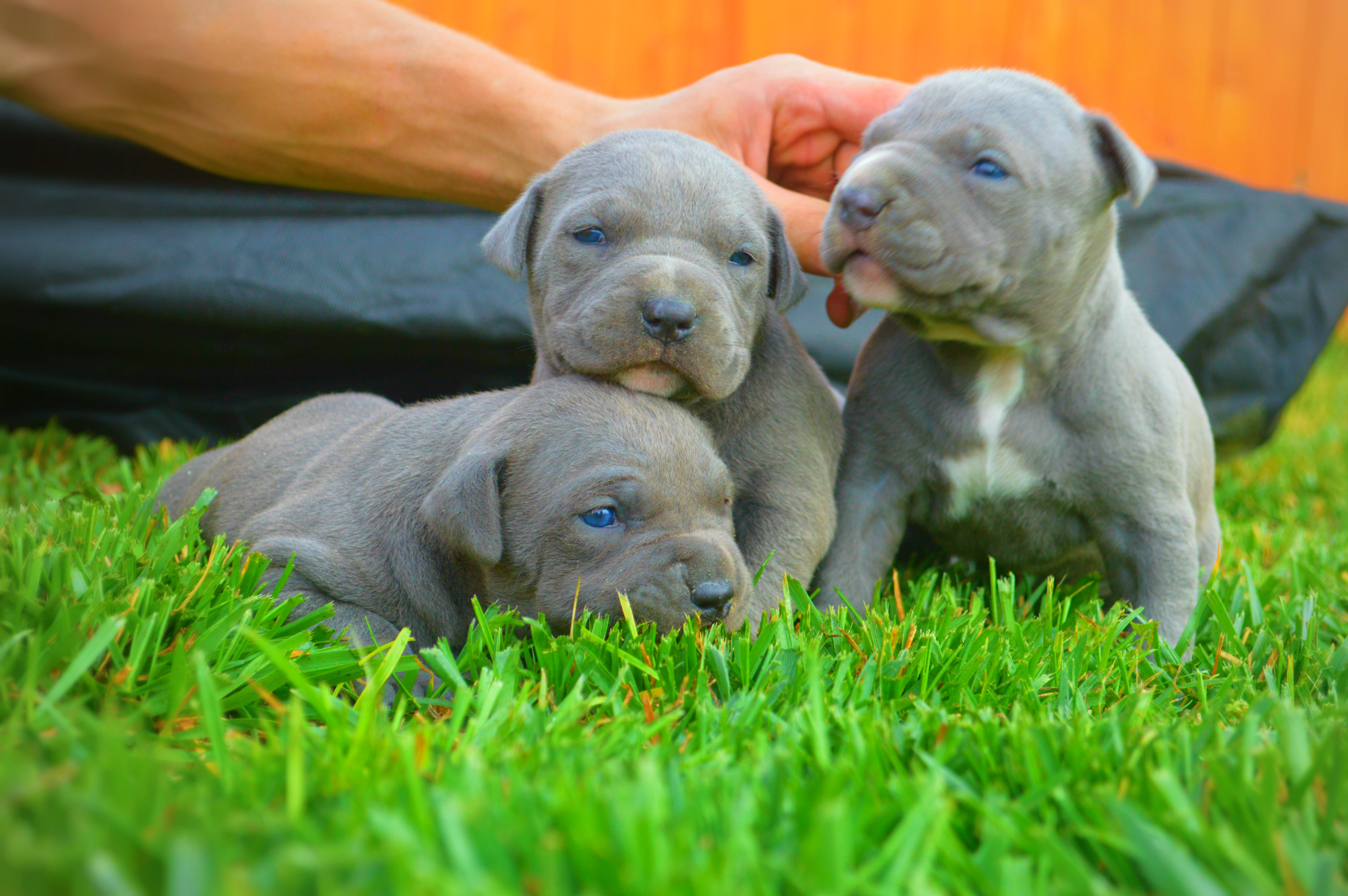 How Much Does A Pitbull Puppy Cost |Do Blue Nose Pitbulls ...