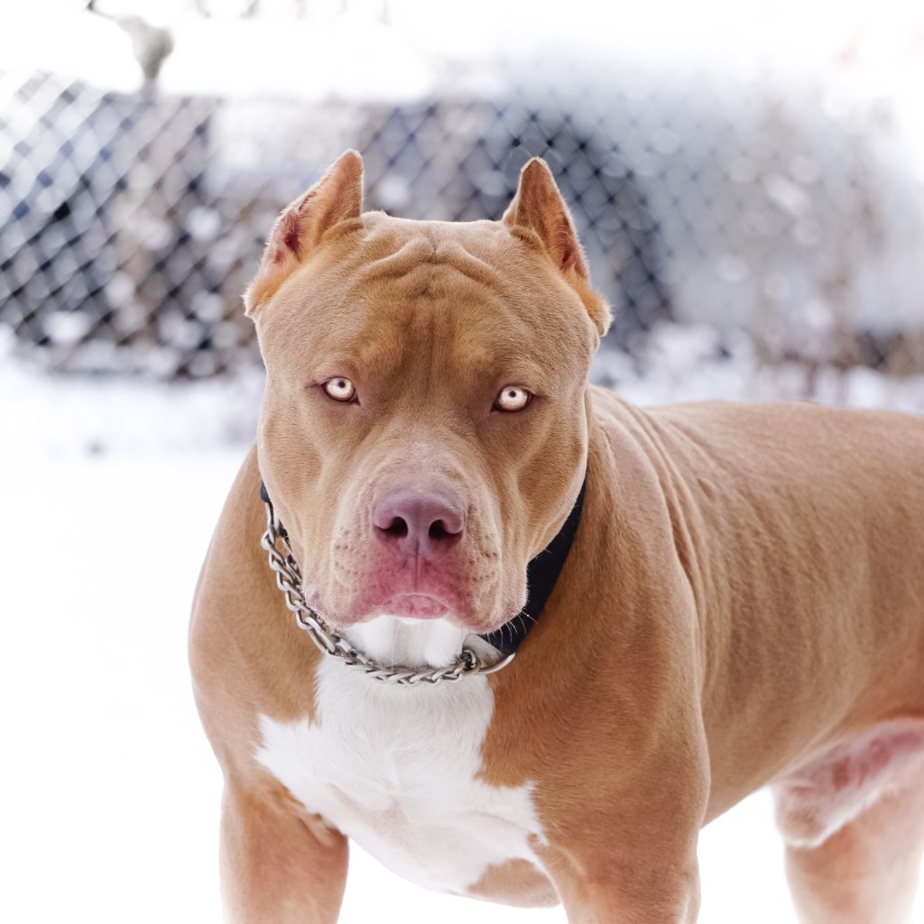 The 10 best Pitbull songs of all time - AXS
