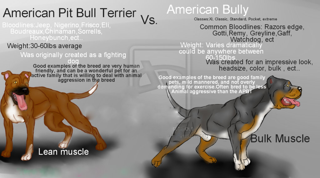 american bully standard weight