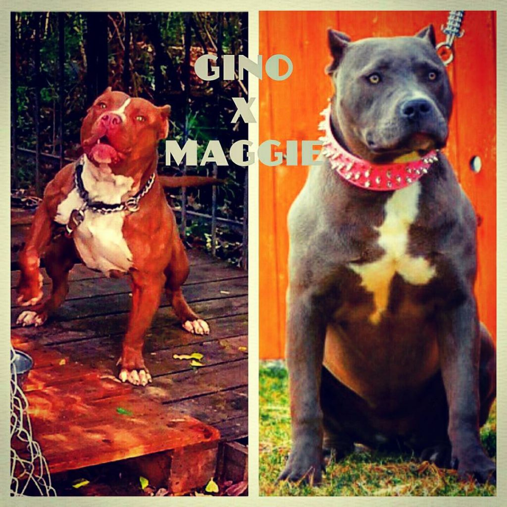 rednose Gino Breeding Bluenose Maggie