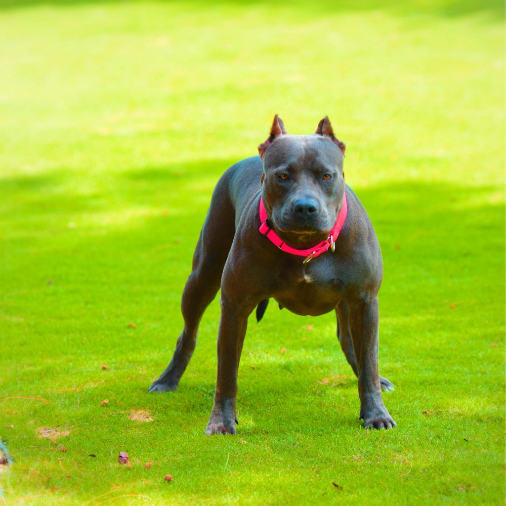 ripped-bluenose-female-pitbull