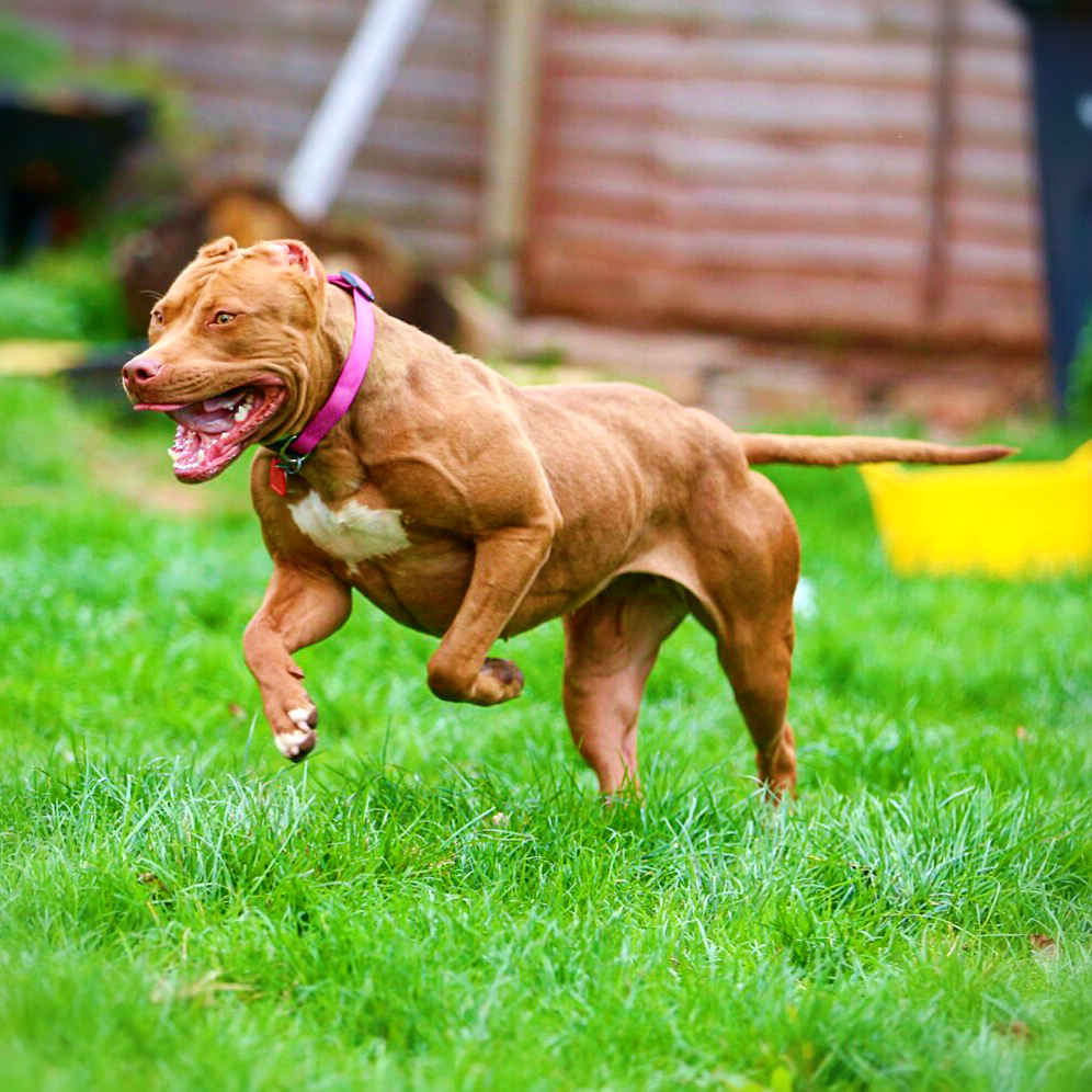 mittens-red-pitbull-in-europe