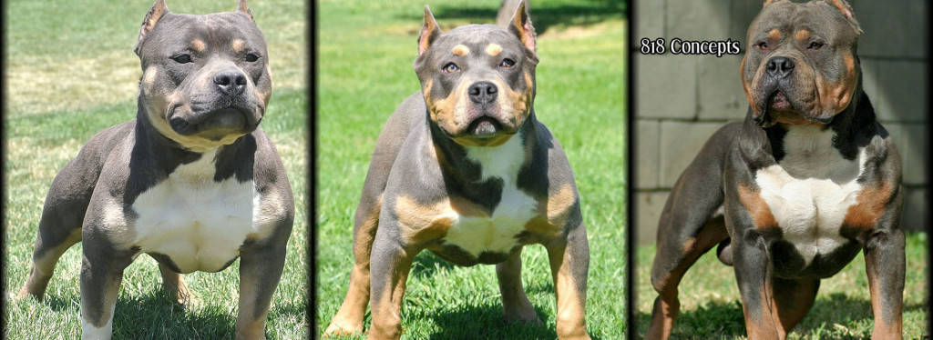 tri bully pitbulls