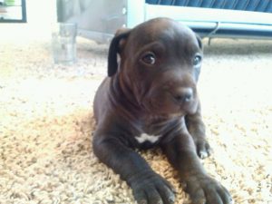 black-pitbull-puppy