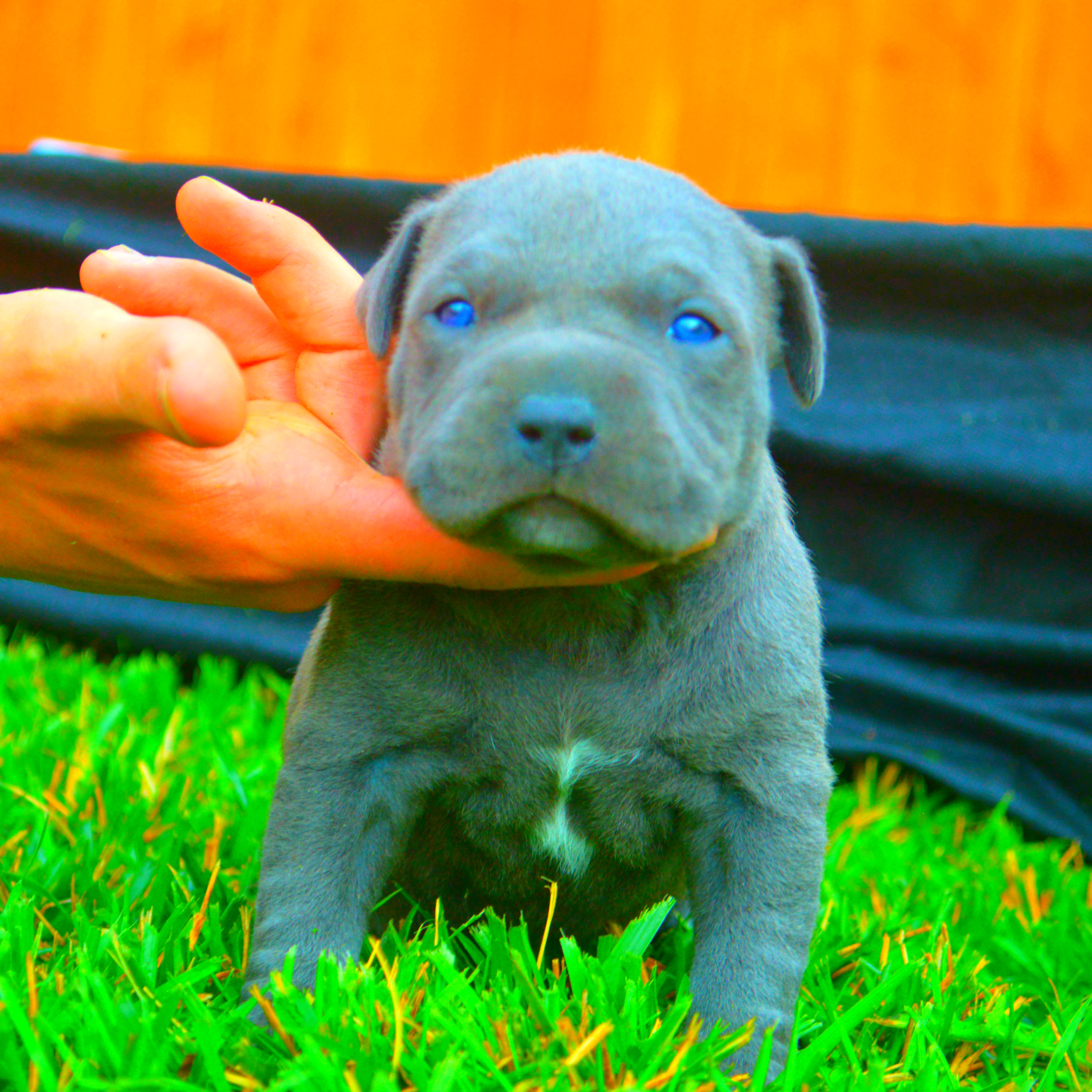 blue pit with blue eyes