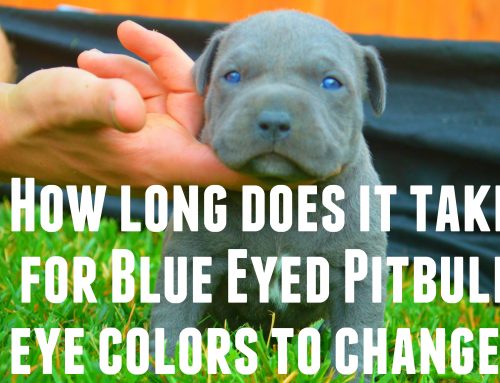 Do Pitbull Puppies With Blue Eyes Really Exist?