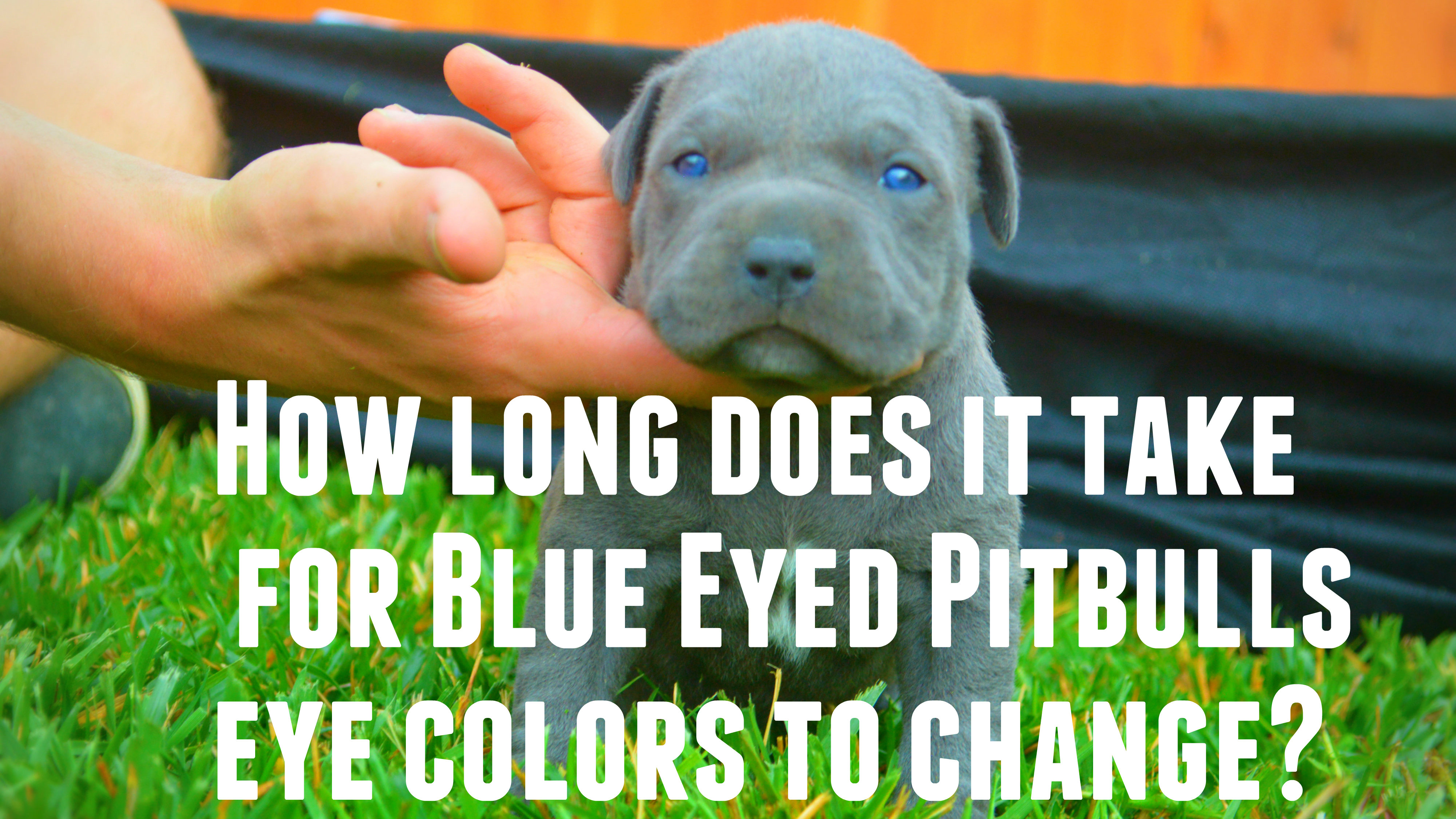 Do Pitbull Puppies With Blue Eyes Really Exist