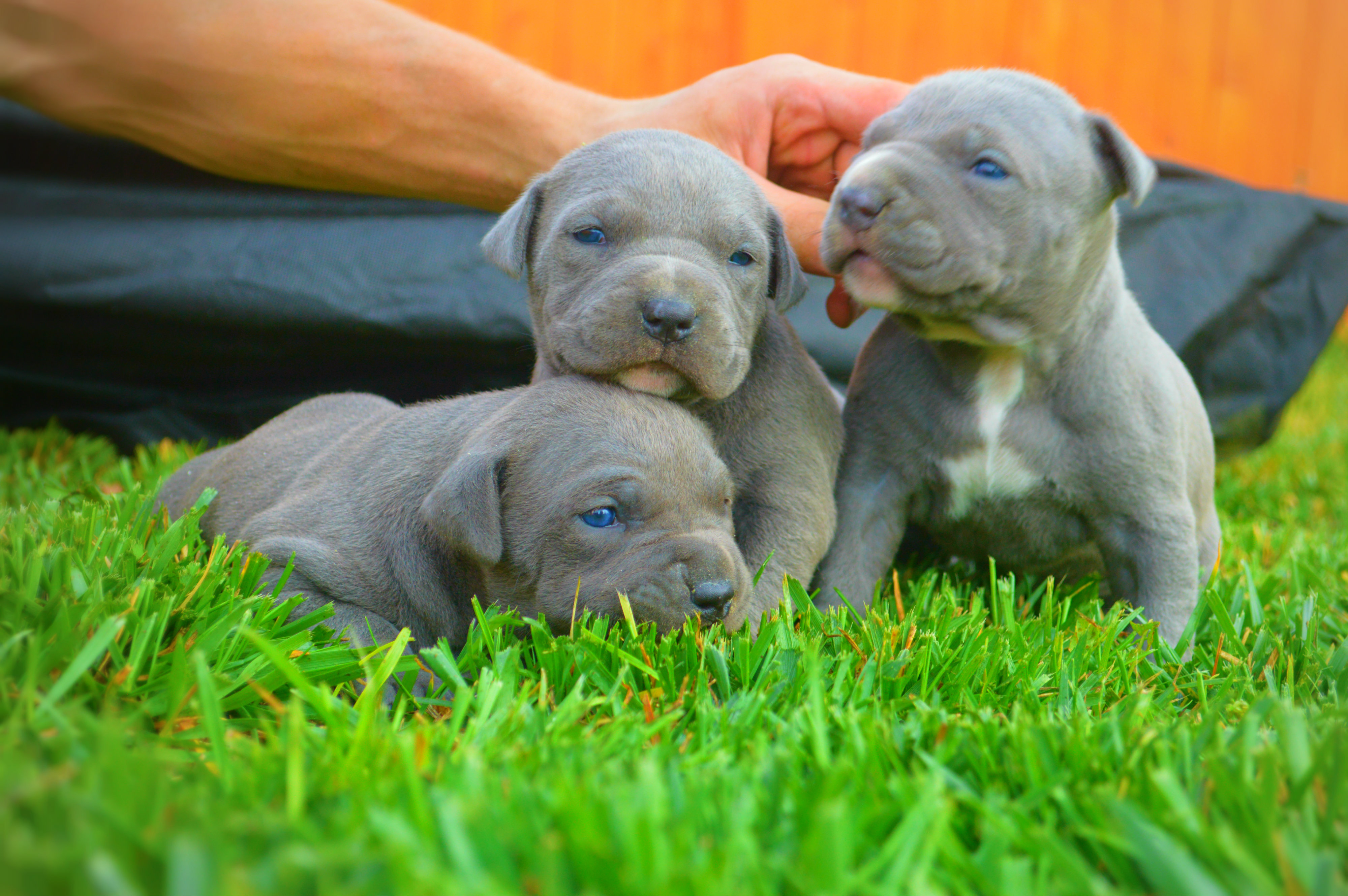 pink nose pitbull puppy