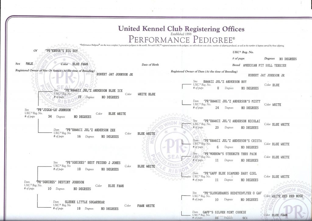 purplie-ribbon-pitbull-pedigree