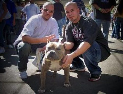 The History Behind The Razor Edge Pitbull Bloodline