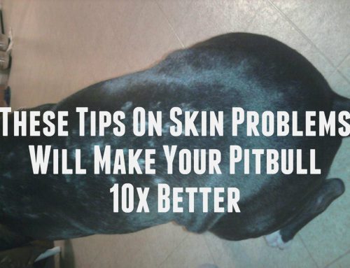 These Tips On Skin Problems Will Make Your Pitbull 10x Better