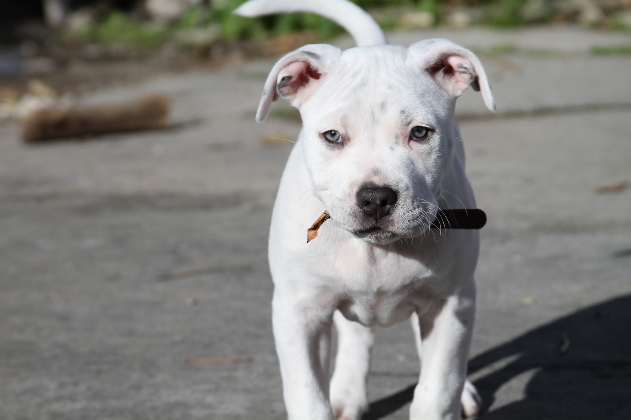 grey eyed pitbull