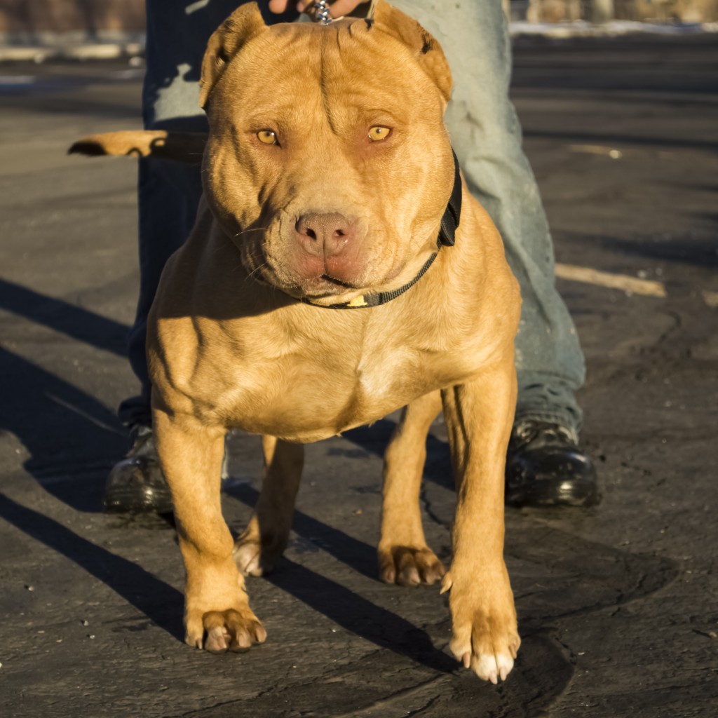 Blue Nose Pitbull Puppies for sale | Blue Pitbull | Red ...