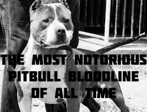 The History Behind The Most Notorious Pitbull Bloodline Of All Time