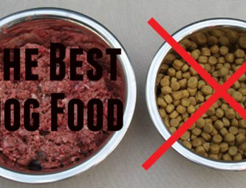 What Is The Best Dog Food For Pitbulls