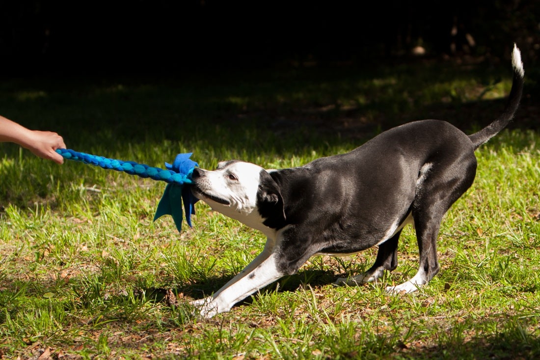 tug ropes for pitbulls
