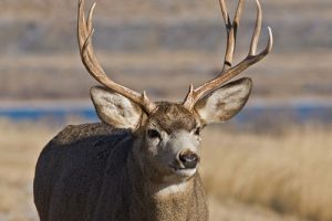 deer antler