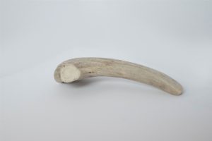 deer horn