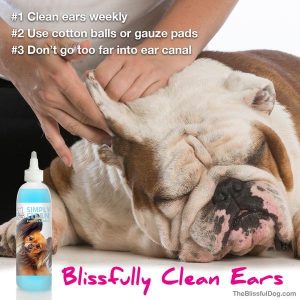 dog ear cleaner