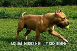 mvp k9 supplments