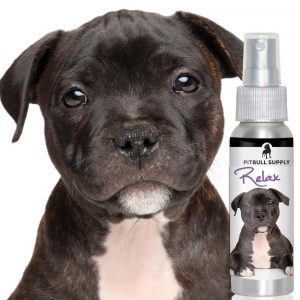 dog anxiety relief