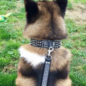 pitbull collar