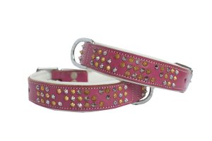 pitbull collar