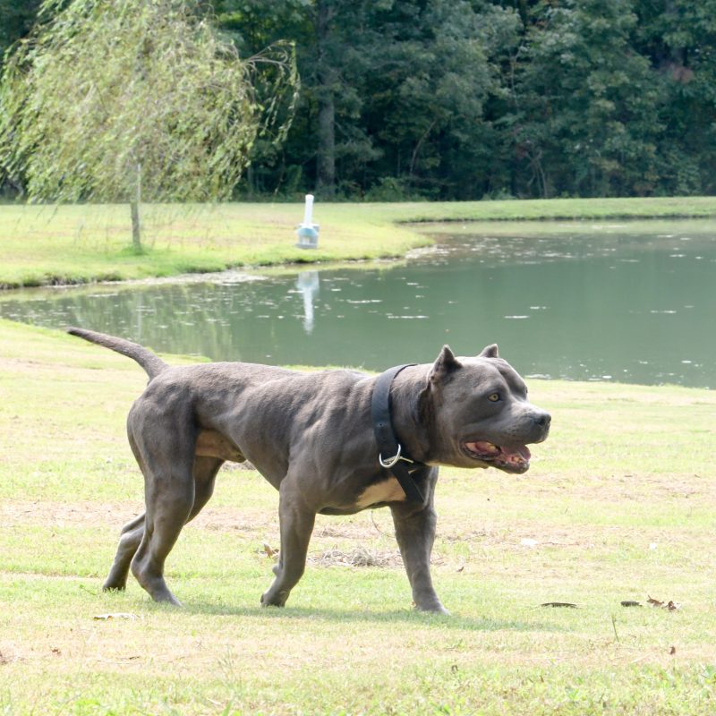 Xxl Pitbulls Black Male Pitbulls American Pitbulls