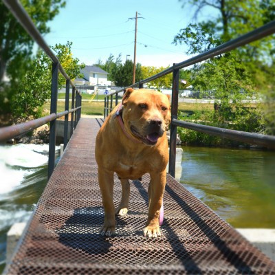 gator and razor edge pitbulls