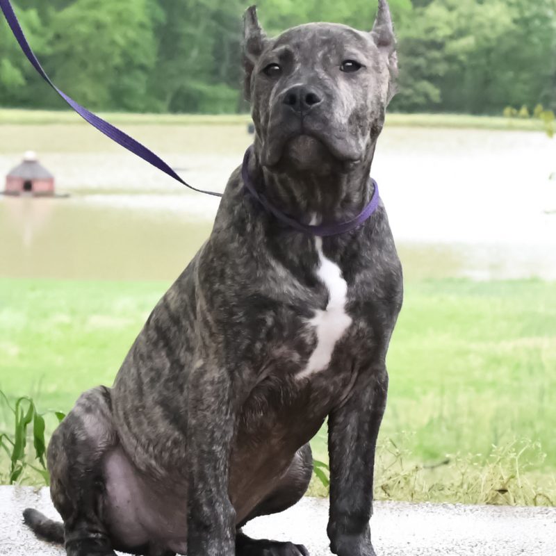 Training Pitbulls For Sale Pitbull Trainers