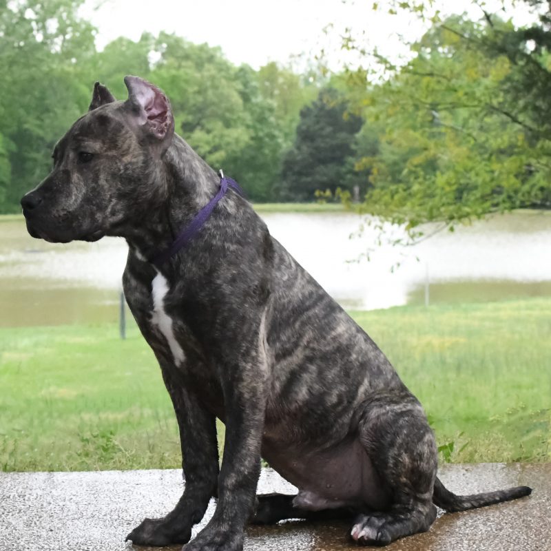 Training Pitbulls For Sale Pitbull Trainers