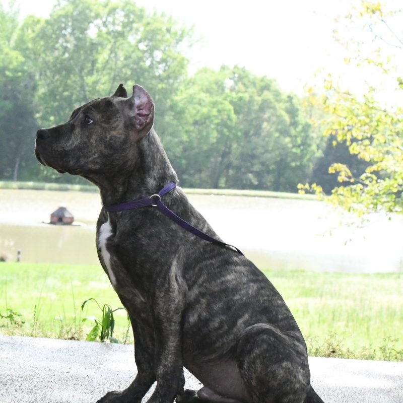 Training Pitbulls For Sale Pitbull Trainers