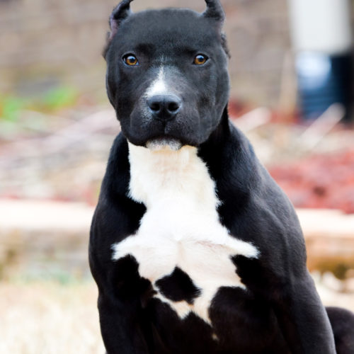 black nose pitbull puppies for sale