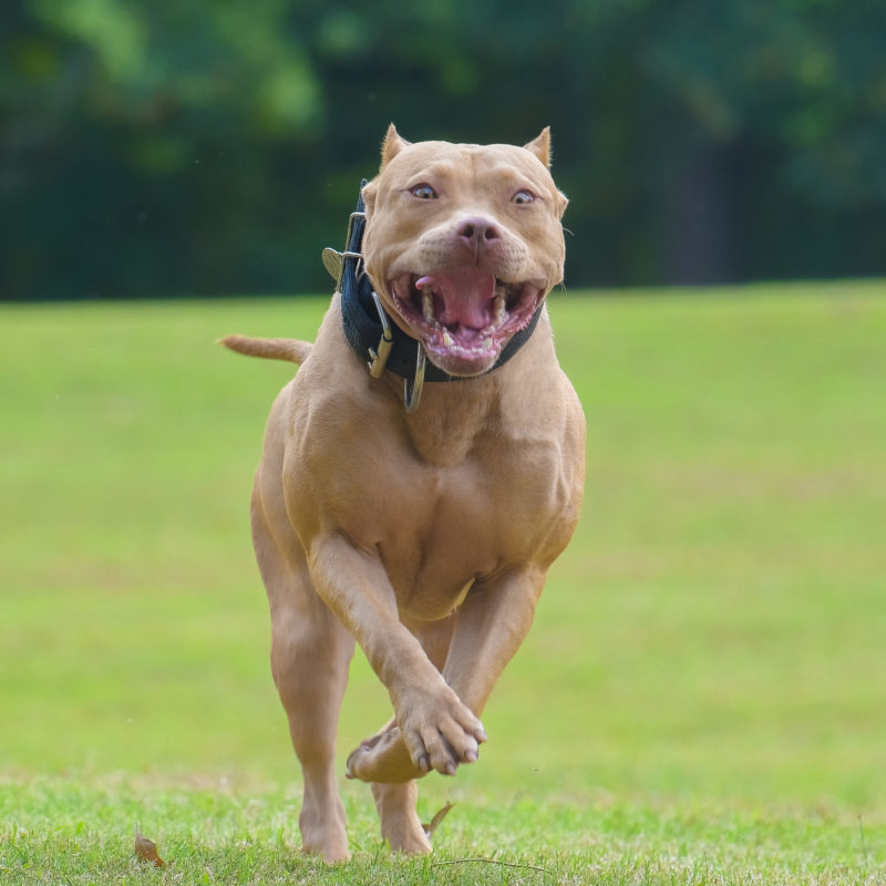 female pitbull