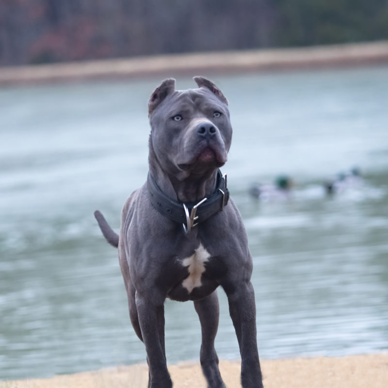 Razor edge pitbull Gator pitbull Razors edge pitbulls