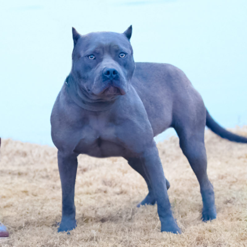 gator and razor edge pitbulls