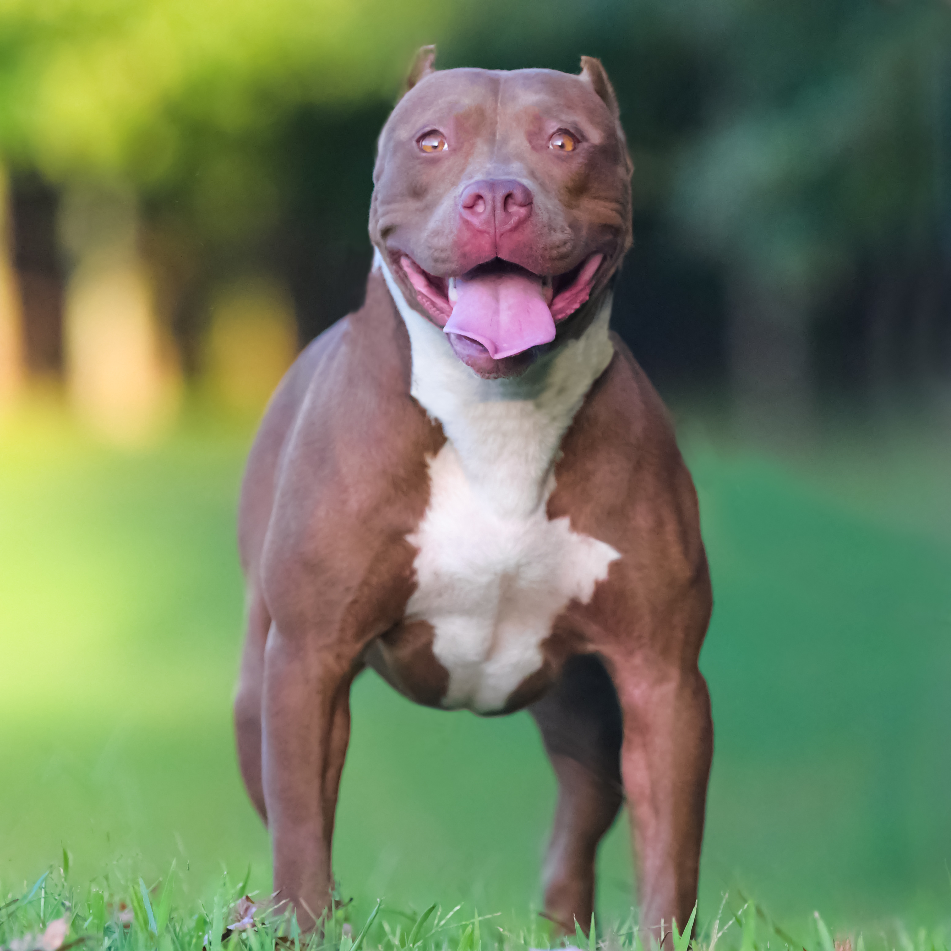 blue diamond pitbulls