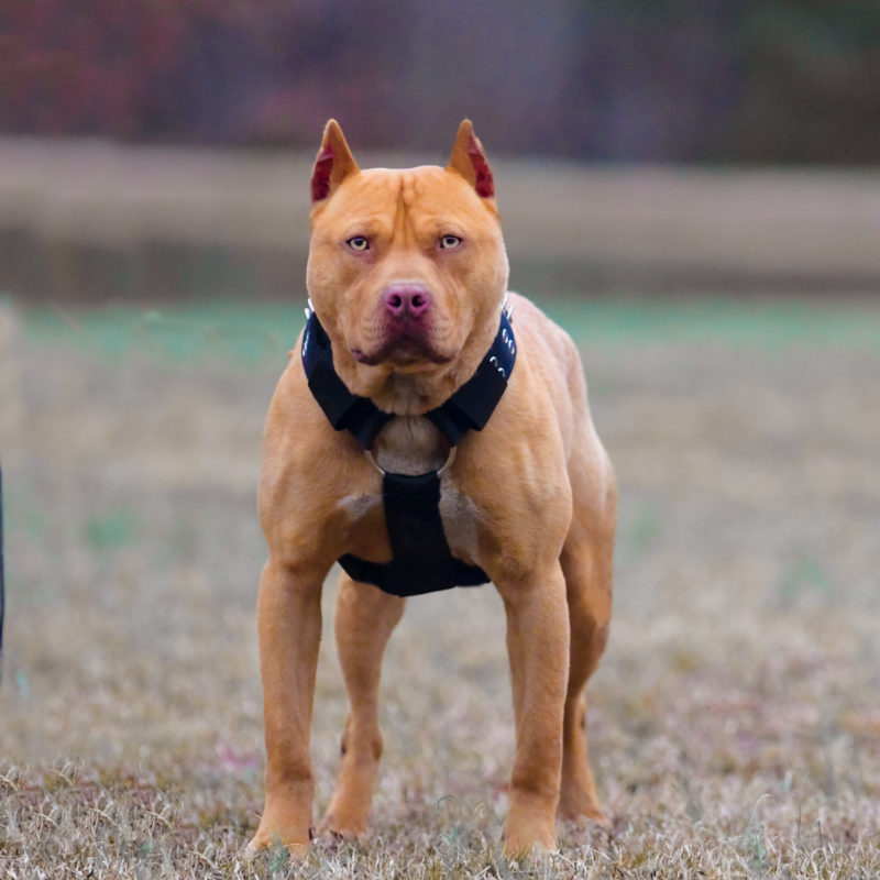 razor edge pitbull blue nose