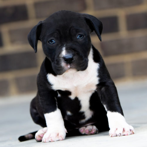 Cute Newborn Pitbull Puppies Black And White