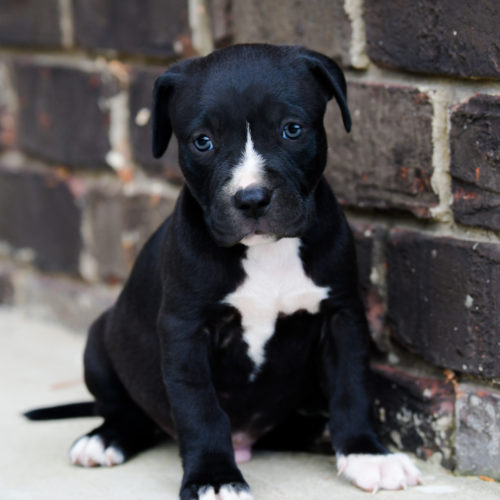 black pitbull dog price