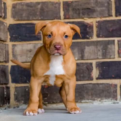Red Nose Pitbull Puppies For Sale Baby Pitbulls For Sale