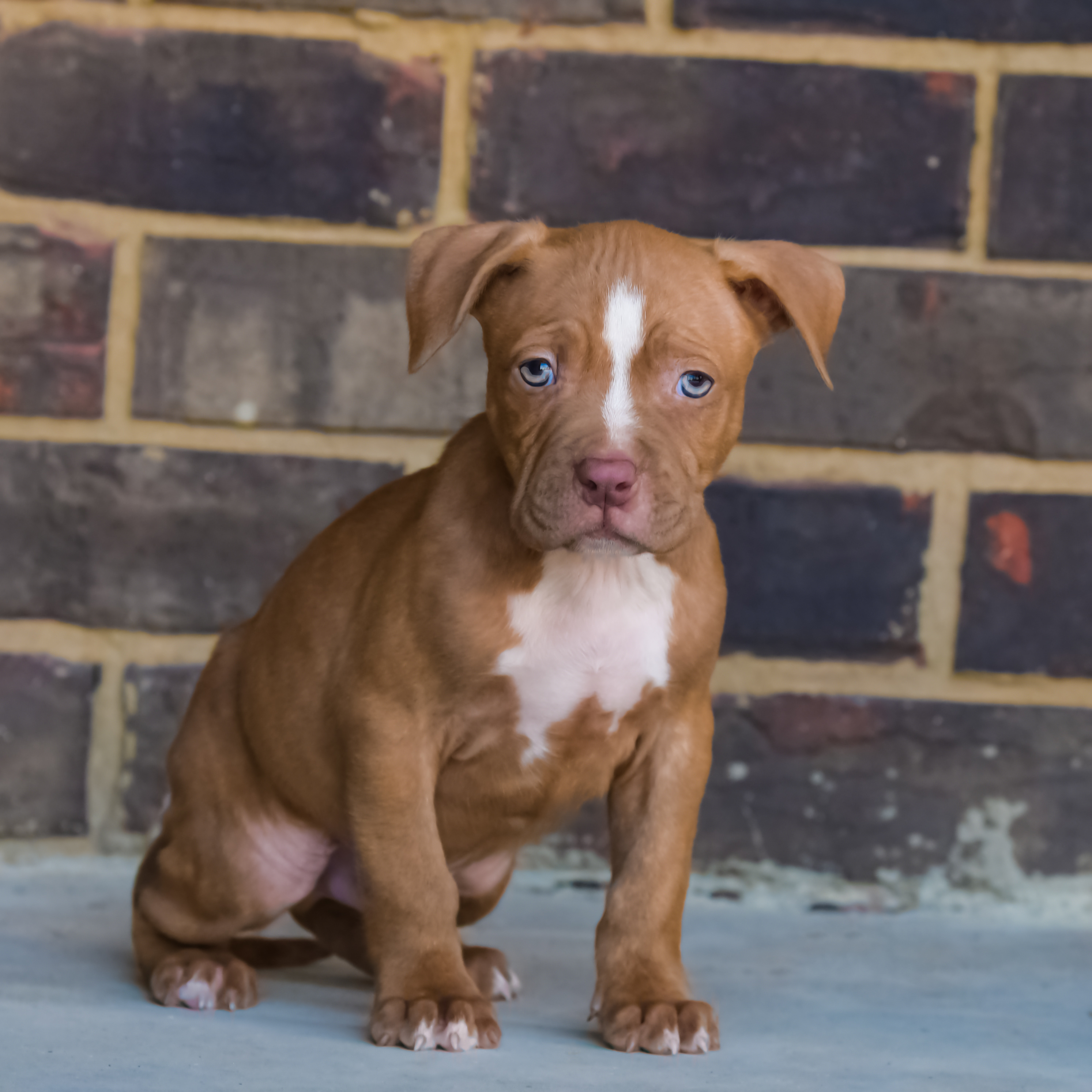 Pitbull Breeders Arizona - ar2ebe9