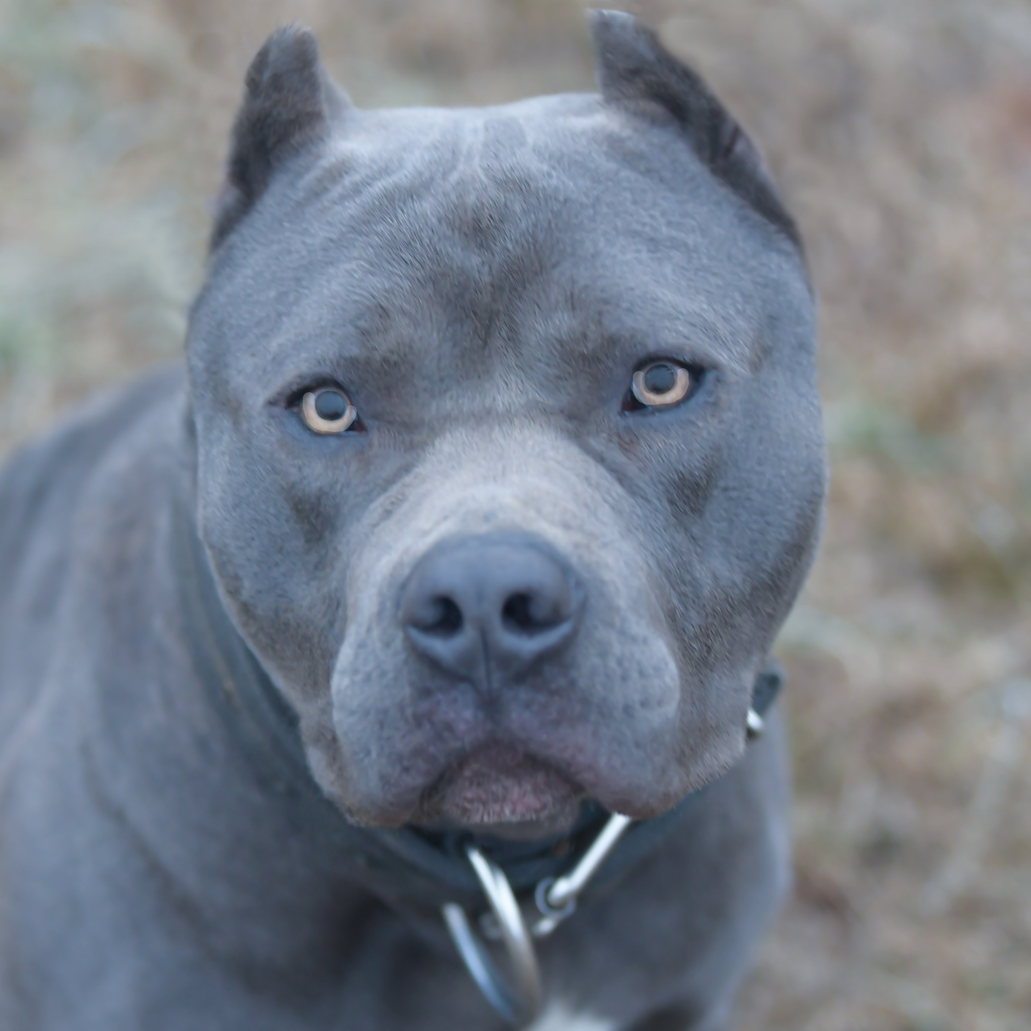 blue nose pitbulls for sale