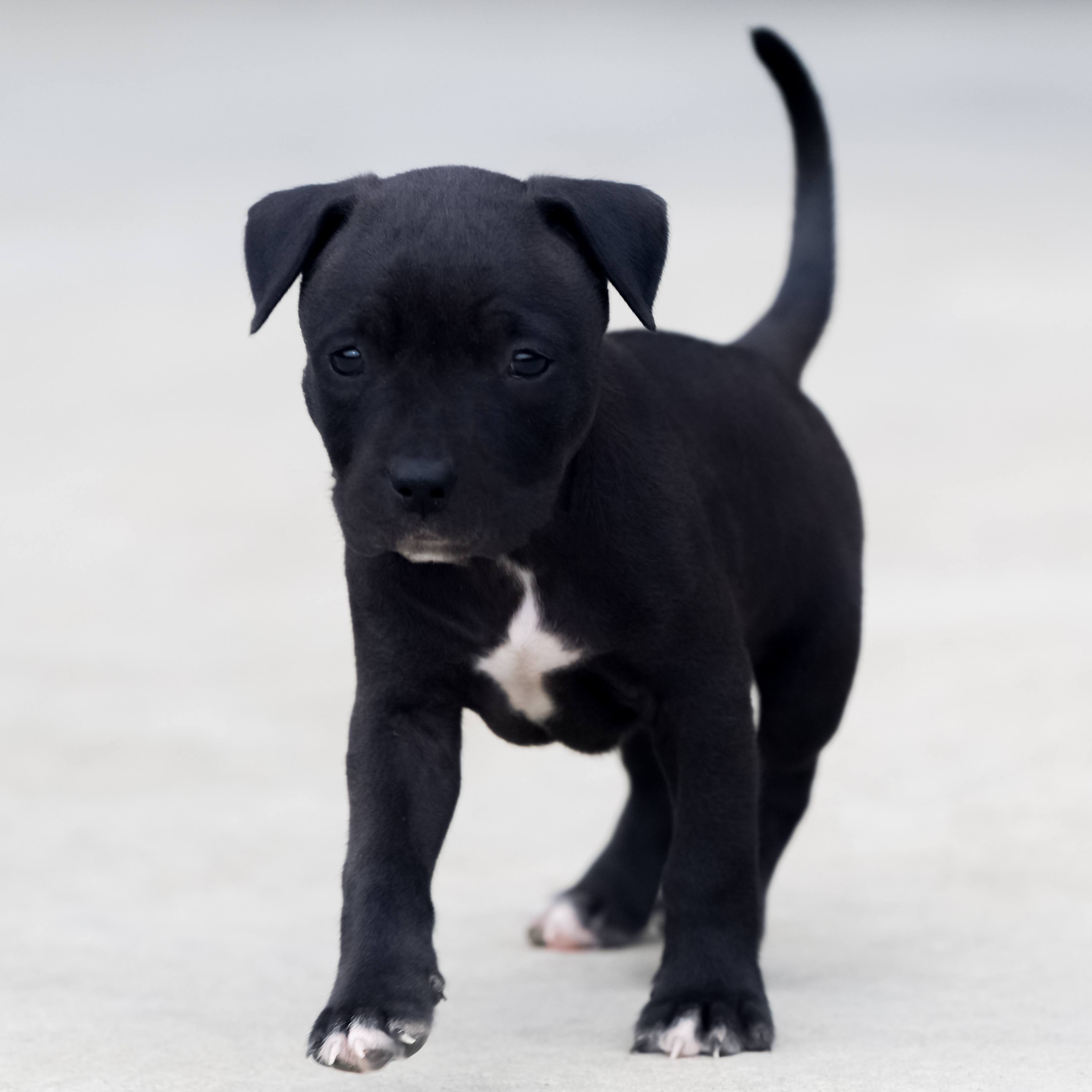 wallpapers Blue Nose Pitbull Dog Black And White female blue nose pitbull p...