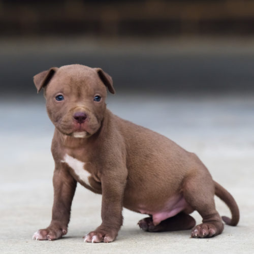 Red Nose Pitbull Puppies For Sale Baby Pitbulls For Sale