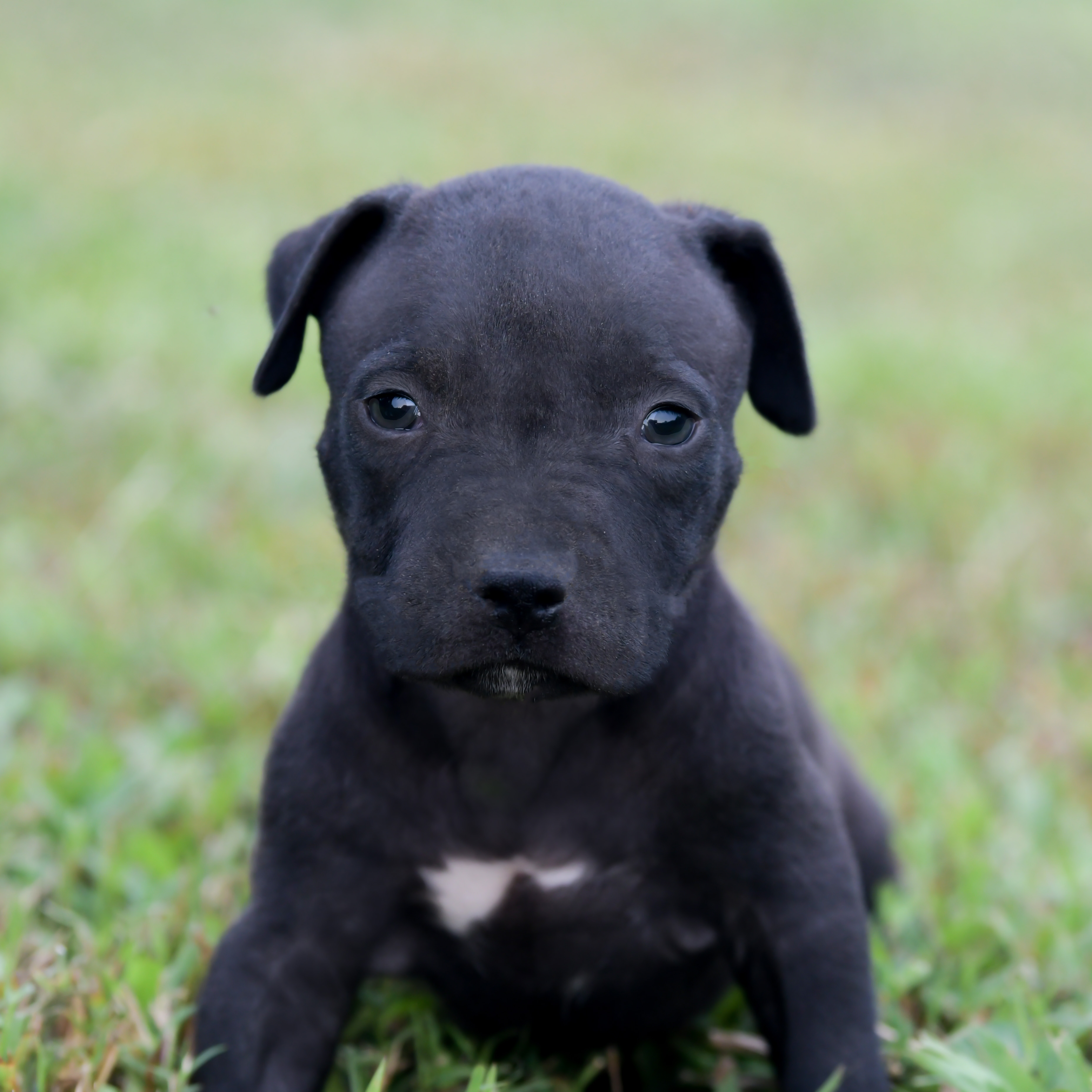 Canine Connection Find Your Perfect Partner At Craigslist Fort Worth Puppies - ykocbj8
