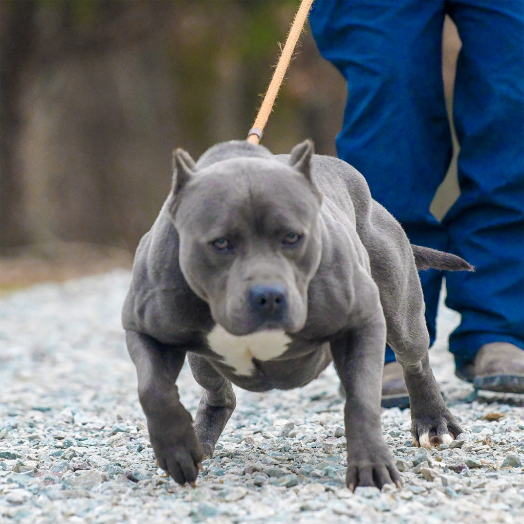 pitbull silver blue.