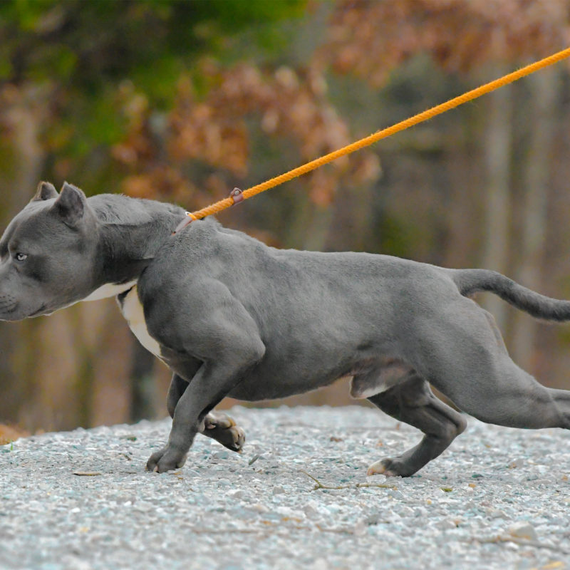 gator and razor edge pitbulls