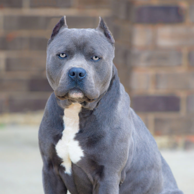 pitbull dog black puppy